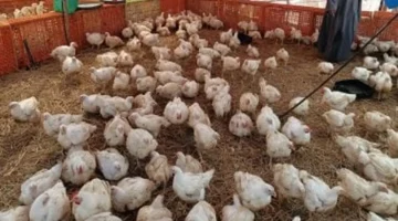 80 جنيهاً للكيلو.. تراجع أسعار الفراخ البيضاء داخل أسواق ومحلات المنوفية اليوم